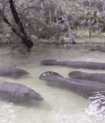 Not A Meatless Monday boys porn 61aed3da78c3f.gif