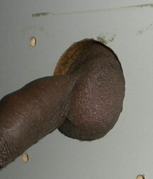 Black Cocks Serviced at Gloryholes Gay Porn 619989b6174c2.jpg