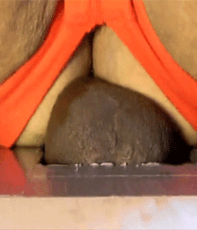 Black Cocks Serviced at Gloryholes Gay Porn 619989e6ad5f8.gif