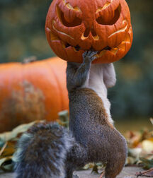 Gayboystube Halloween 61596d8334102.jpg