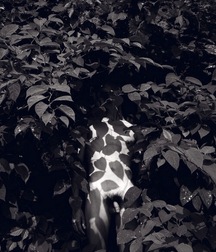 Skeatz's Forest Boys Porn Art 6245c2fd7d725.jpg