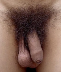 Uncut flaccid penises of various types cocks boys porn 626d6c86e4a74.jpg