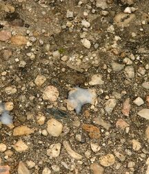 Curt solo outdoors teen gay porn tube 626d9eb03475b.jpg