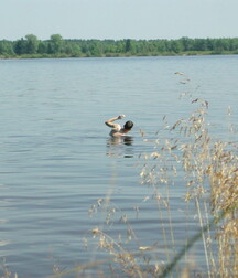 Andrey wanking and cumming outdoors boys porn 6278d8ea9bd7f.jpg