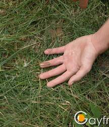 Young Tigerek jerks off in the forest boys porn 6286608350303.jpg