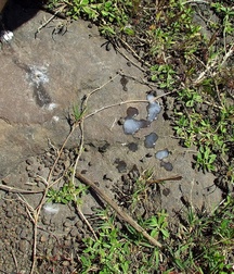 Muscle boys porn Alexis shows & jerks off outdoors 628f5035c82a6.jpg