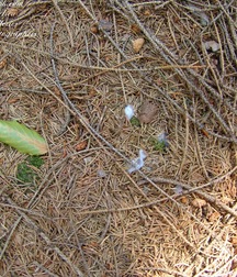 Handsome & muscular Josef in a solo session outdoors boys porn 62b442e640503.jpg