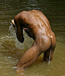 Bums Galore 58bdedc532c5e.jpg