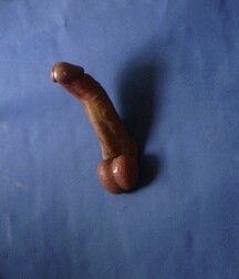 cocks I would love to suck and drink boys porn 62313b4b4ce49.jpg