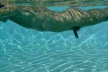 Pool Boys 2.jpg