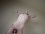 Armpits 7.jpg