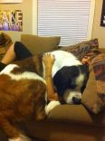 Not only are pet dogs and cats ... 12.jpg
