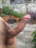 nice cocks 11.jpg
