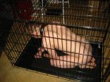 bondage 4.jpg