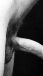 Erotica 196 7.jpg