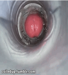 Gifs Galore 38 5940919a0b931.gif