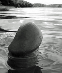 Cocks and more cocks 57379bf31b4c8.jpg