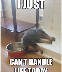 just for laffs 5796af865a4bd.jpg