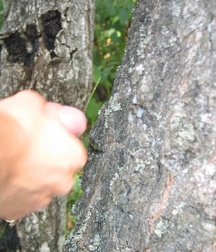 Alekas C 5c3da0450fcad.jpg