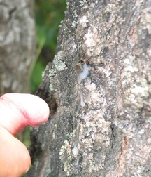Alekas C 5c3da049e25d3.jpg