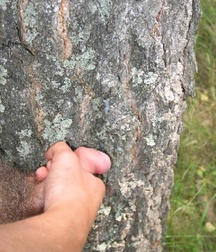 Alekas C 5c3da057401f5.jpg