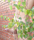 Scenik 5d1f2cd6a3ba6.jpg