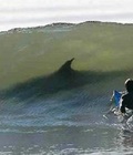 cute boys surfing 02 57451d02afcf3.jpg