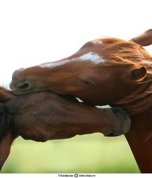 cute boys and their horses  5a3debeb9e9be.jpg