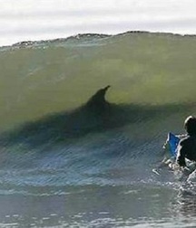 cute surfers in the pipe 5b90795369193.jpg