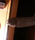 My Beautiful Dick 5301f1170bbf3.jpg