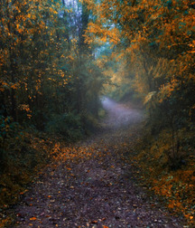 Beautiful Autumn 58274a684f19c.jpg