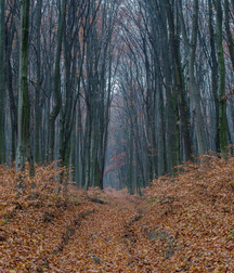 Beautiful Autumn 58274a69dc7ac.jpg
