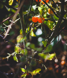 Beautiful Autumn 58274ae083c06.jpg