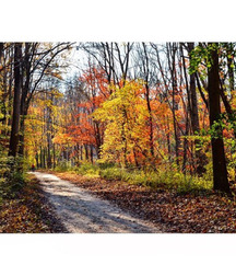 Beautiful Autumn 58274ae3434dc.jpg