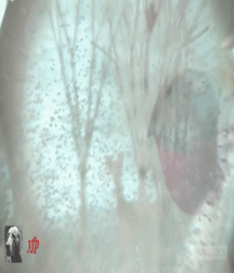 The Roving Eye 114 586b14af41c48.gif