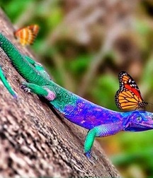 My Favorite Art From The GBT Community! 5b6ecfd2f2cb1.jpg