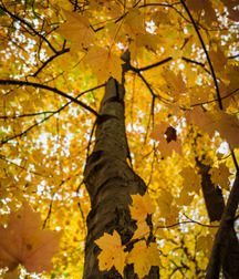 My Favorite Art From The GBT Community! 5b6ed00611ec6.jpg