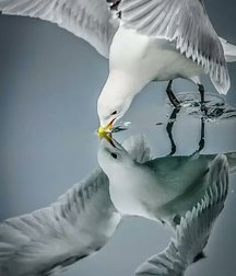Random Black and White 587d6f8de94a3.jpg