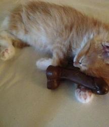 Cute Guys, Cats and Dogs 58726557a0c60.jpg