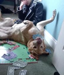 Cute Guys, Cats and Dogs 58726701394a1.jpg