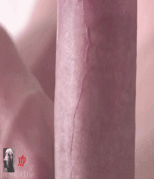 Latino Boy Shows Off 58d98fa37f57a.gif