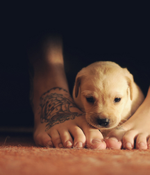 Boys With Pets - So Cute 58df0ec4bb3b2.png