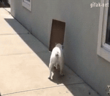 Best Wall Posts of Dec 2016 58e00cdc5b675.gif
