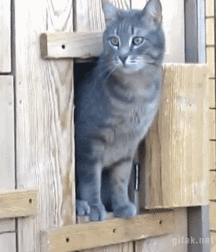 Best Wall Posts of Dec 2016 58e00cf10a687.gif