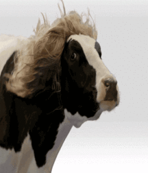 Just Fun Stuff 5a33a4c81d21a.gif