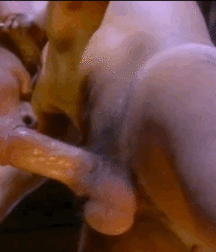 Forever Suck Cock! 5b820f9f2ef17.gif