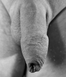 The Dick File 5bf621b849984.jpg