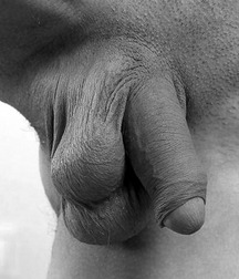 The Dick File 5bf621c0acbc6.jpg