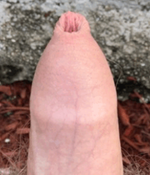 Uncut Beauty 5c1e5eafbf489.png
