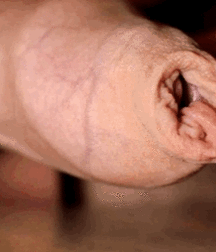 Uncut Goodness! 5cc4cf5403dfb.gif